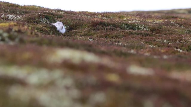 Mountain hare, Lepus timidus, hiding during a windy day in winter moult amongst snowless heather on a mountain slope in the cairngorms national park, Scotland during December. 