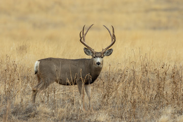 Naklejka na ściany i meble Mule Deer Buck in Colorado in Autumn