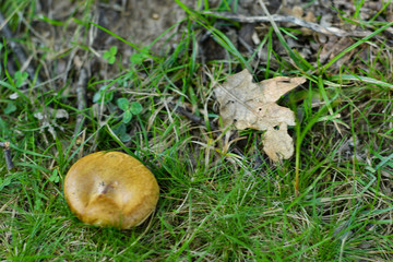 Mushrooms at autumn time in the field, wild nature