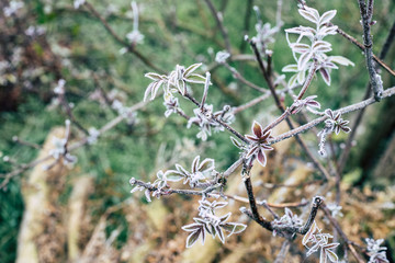 Nature kalt