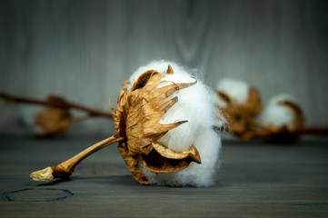 Cotton boll with natural cotton - obrazy, fototapety, plakaty