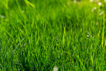 Fototapeta premium 美しい草原