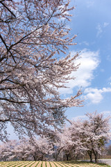 桜のある景色