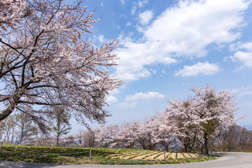 桜のある景色