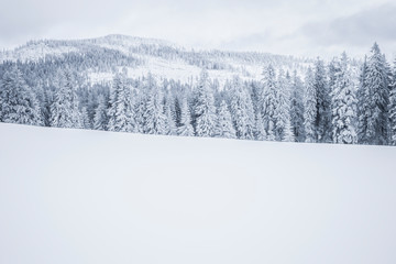 Verschneite Tannenbäume im Winter