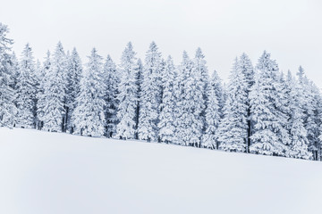 Verschneite Tannenbäume im Winter