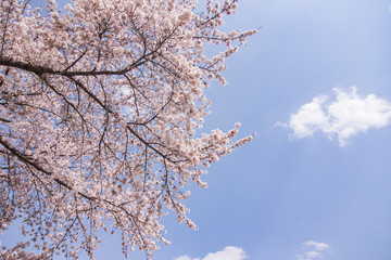桜のある景色