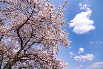 桜のある景色