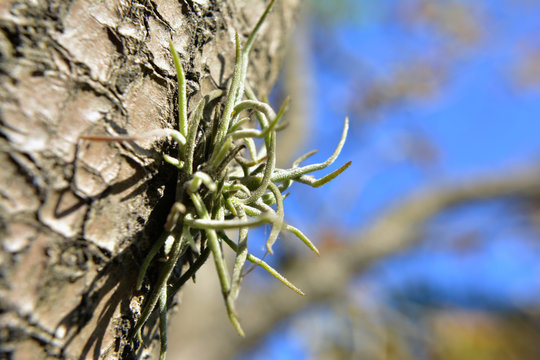 planta epifita parasita de arboles