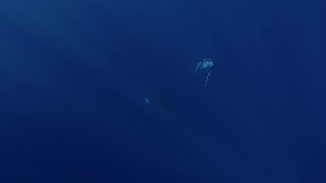 Young humpback whale enjoying the warm waters around the island of Tahiti