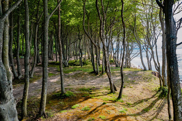 Beautiful forest by the shoreline of Baltic sea in Debina, Poland. Sunny summer day.