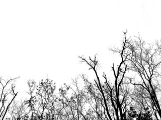 Silhouette of a tree in black and white, sad and loanly concept.