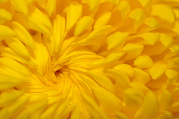 Center of yellow dahlia flower close up