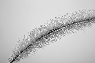 Infrared photo of frozen foxtail 