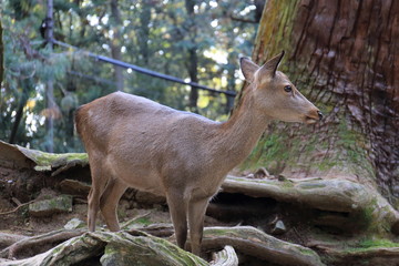 Nara Park in Nara Prefecture, Japan and the scenery of deer living in the park