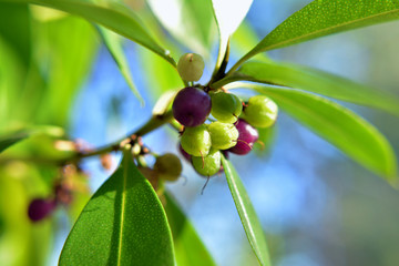 fruto de arboles silvestres 01