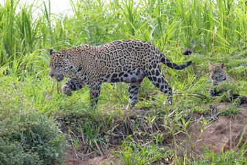 Jaguar (Panthera onca) female with cub on riverbank, Pantanal, Mato Grosso, Brazil