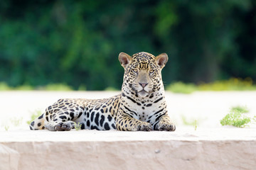Jaguar (Panthera onca) lying down and looking at camera on sandy beach, riverbank at sunset, Pantanal, Mato Grosso, Brazil © andreanita