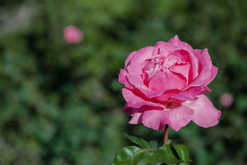 Purple roses in a garden landscape. Rose bushes grow on the lawn, decorating the garden. Copy space