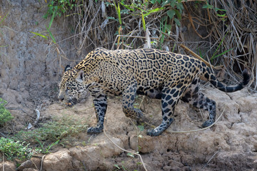 Jaguar (Panthera onca) walking on riverbank, Pantanal, Mato Grosso, Brazil