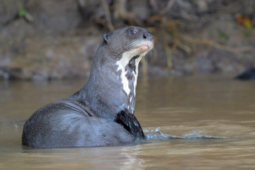 Fototapeta premium Giant otter (Pteronura brasiliensis) lying down in water, scratching, Pantanal, Mato Grosso, Brazil.