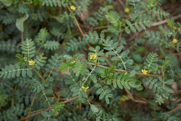 Tribulus terrestris