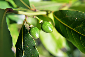 higuera sin madurar en el parque