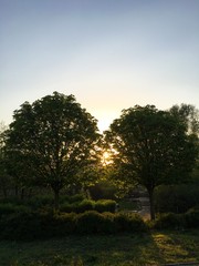 Beautiful sunrise behind the trees. 