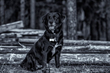 Labrador is sitting in the forest. Photographed close-up in black and white style.