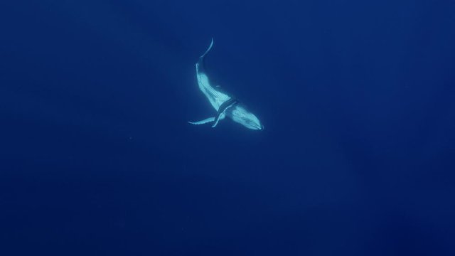 Young humpback whale enjoying the warm waters around the island of Tahiti