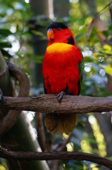 colorful parrot on a branch