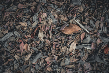 dry leaf texture background with sunlight,Image Close up With Copy Space for design