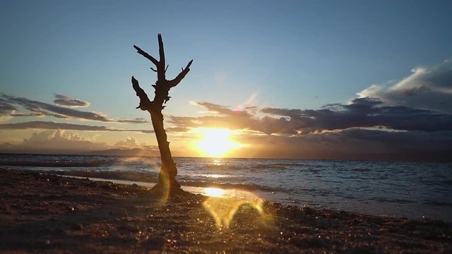 Beautiful view of a sunset and a silhouette of a dead tree by the beach
