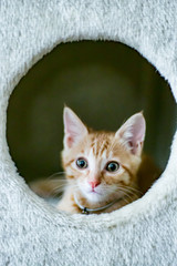 見つめる子猫の視線