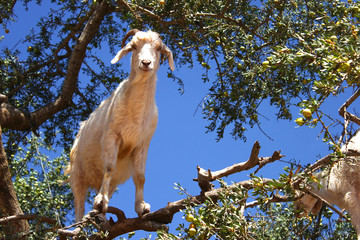 Goat in argan tree on the way between Marrakesh and Essaouira, Morocco.