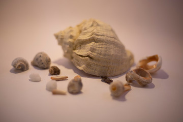 shells and stones