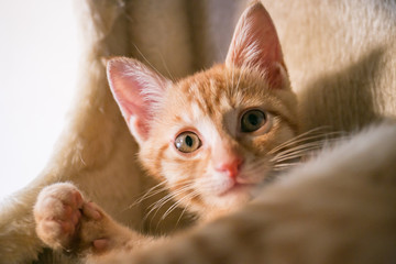 見つめる子猫の視線