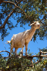 Goats in argan trees on the way between Marrakesh and Essaouira, Morocco.