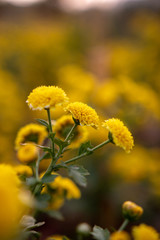 small yellow flowers on a yellow background