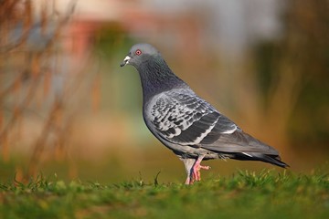 Pigeon. Beautiful shot of bird in nature at sunset.
