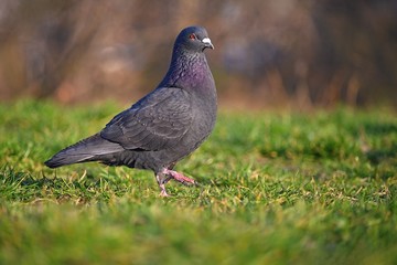 Pigeon. Beautiful shot of bird in nature at sunset.