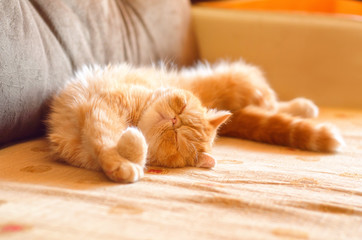 A charming kitty of exotic breed sleeps on her back in a room on the sofa on a sunny day.