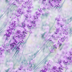 Out-of-focus blur summer blooming lavender background, toned, light and heart bokeh, pastel and soft card. Seamless texture