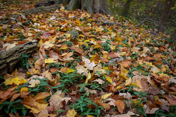 Forest floor in the fall