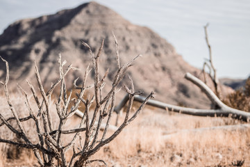 Obraz premium Dead things