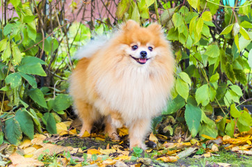 dog obedience, training. clever Pomeranian. Spitz executes the command. Beautiful fluffy ginger...