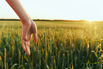 young woman hands in field of wheat