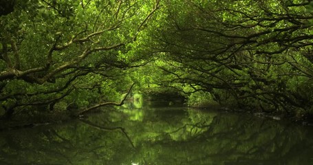 Mangrove jungle river with reflections. Sicao Green Tunnel in Taijiang National Nature Park, Tainan, Taiwan. Beautiful, calm, relaxing and scenic environment. Taiwanese tourist destination.	