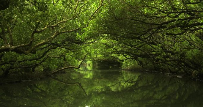 Mangrove jungle river with reflections. Sicao Green Tunnel in Taijiang National Nature Park, Tainan, Taiwan. Beautiful, calm, relaxing and scenic environment. Taiwanese tourist destination.	
