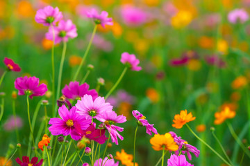 Fototapeta premium Beautiful pink cosmos flowers blooming in the garden on nature background